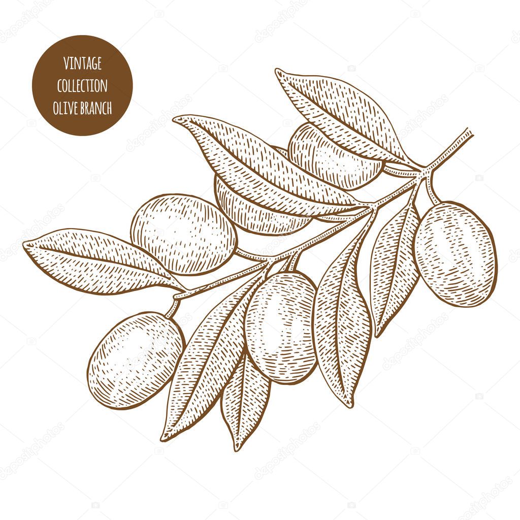 Olive tree. Vintage botany vector hand drawn illustration isolat