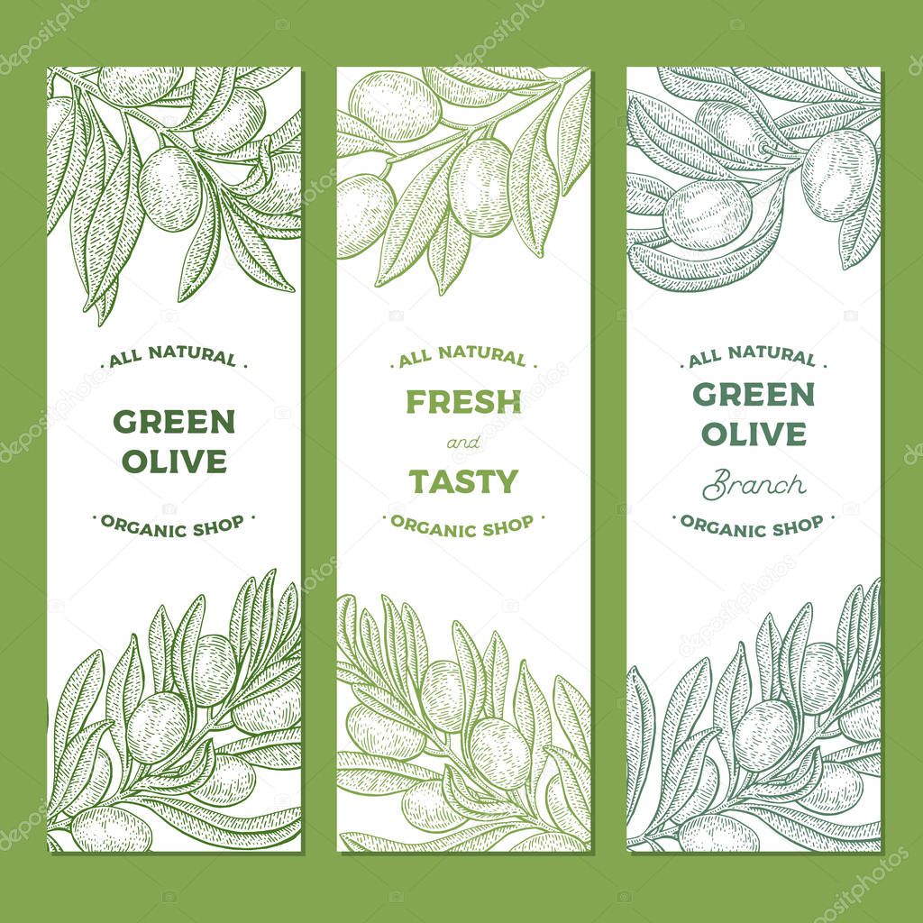 Olive tree. Web banner. Vintage botany vector hand drawn illustr