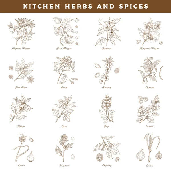 Ervas e especiarias da cozinha. Vintage botânica vetor mão desenhado illus — Vetor de Stock