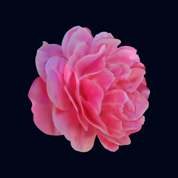 Foto realista vetor aumentou. Flor rosa isolado no fundo preto — Vetor de Stock