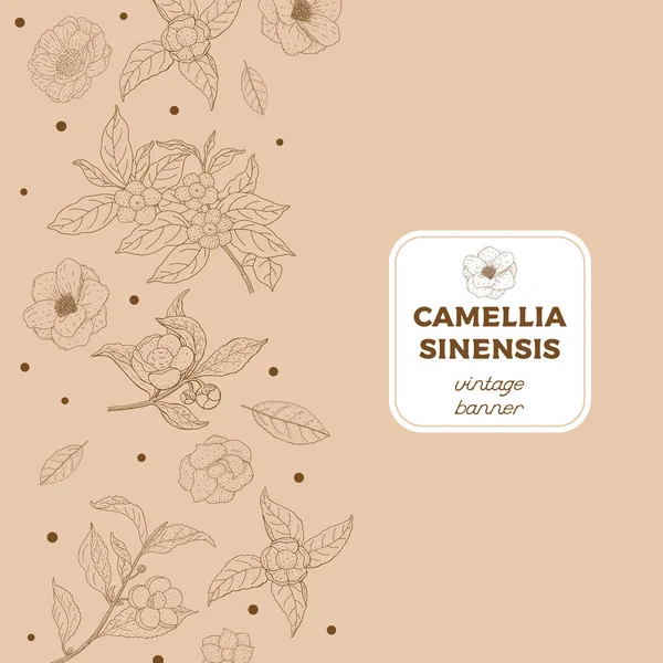 Kamelya sinensis vintage bayrağı. Kozmetik, parfüm ve sağlık ürünleri.