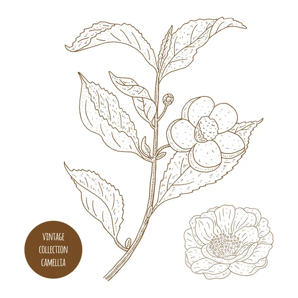Camellia sinensis flores y rama. Cosmética, perfumería y yo — Vector de stock