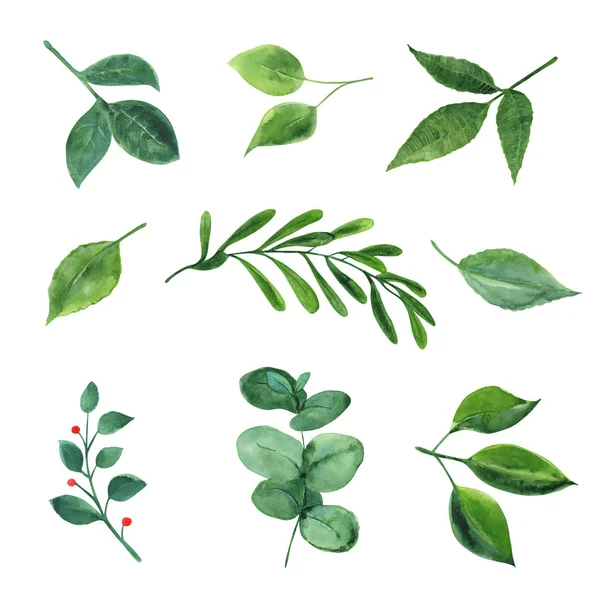 Akvarell gröna växter. — Stock vektor