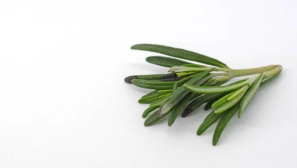 Ramo di rosmarino isolato su sfondo bianco. Erbe da cucina e — Foto Stock