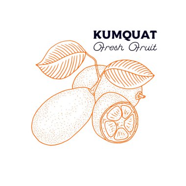 Kumkuat. Beyaz arkaplanda izole edilmiş eski el çizimi bitki. 