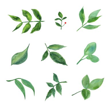 Suluboya bitkiler ve yapraklar. Botanik çizimi.