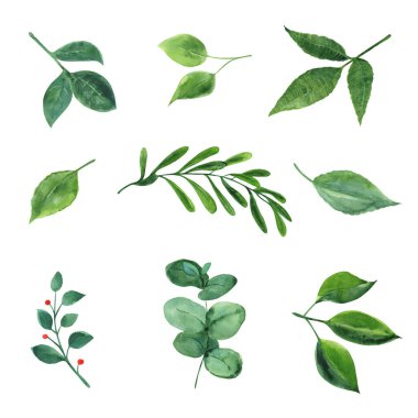 Suluboya bitkiler ve yapraklar. Botanik çizimi.