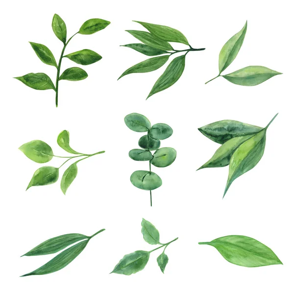 Acquerello piante e foglie. Illustrazione botanica . — Foto Stock