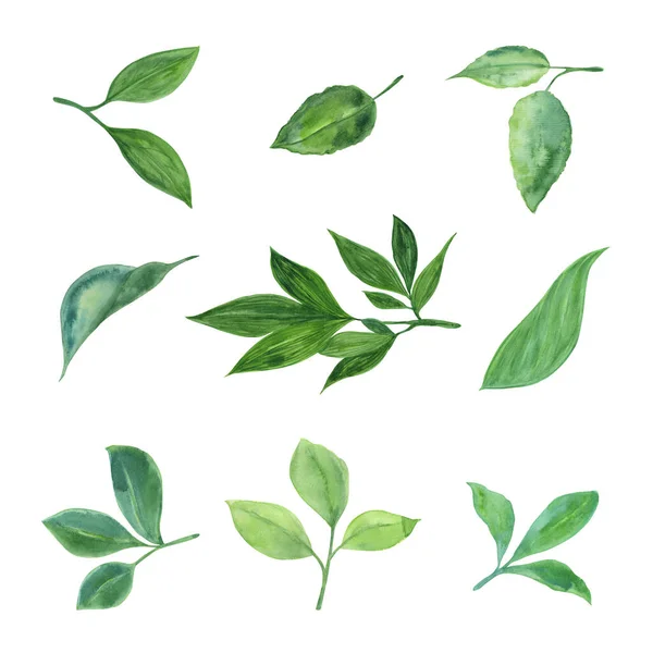 Acquerello piante e foglie. Illustrazione botanica . — Foto Stock