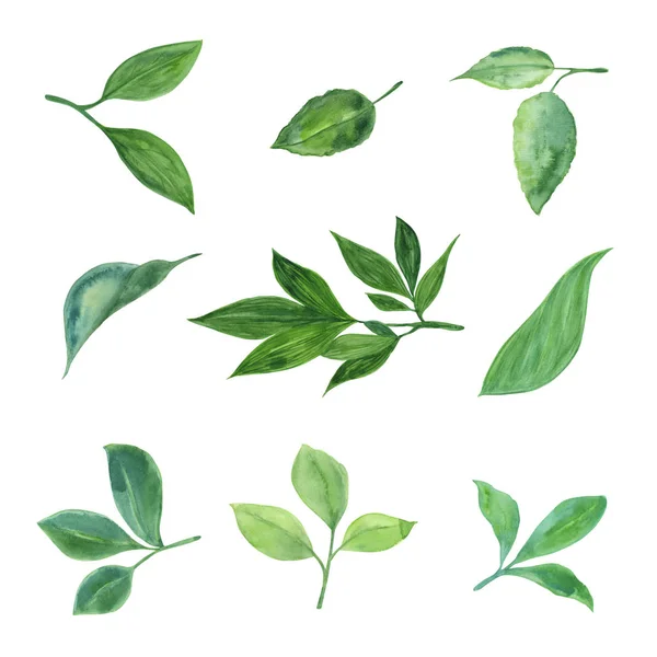 Akvarell växter och blad. Botanik illustration. — Stock vektor