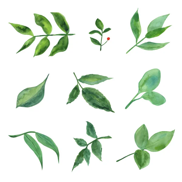 Acquerello piante e foglie. Illustrazione botanica . — Vettoriale Stock
