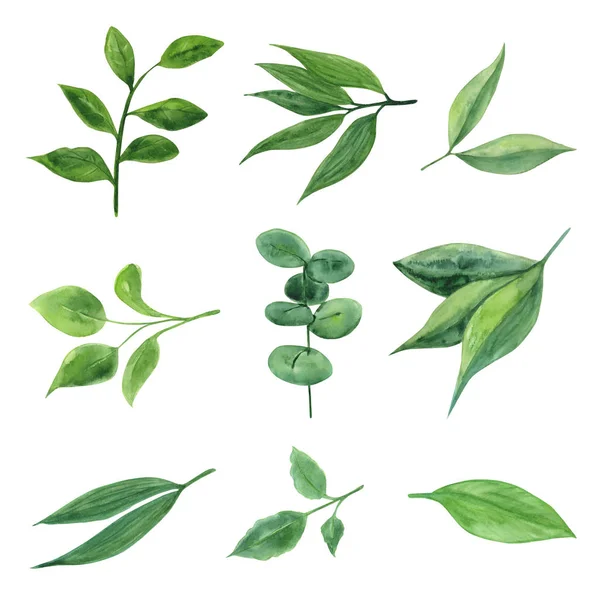 Suluboya bitkiler ve yapraklar. Botanik çizimi.