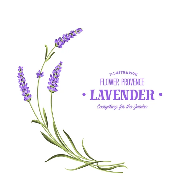 Bos van lavendel. — Stockvector