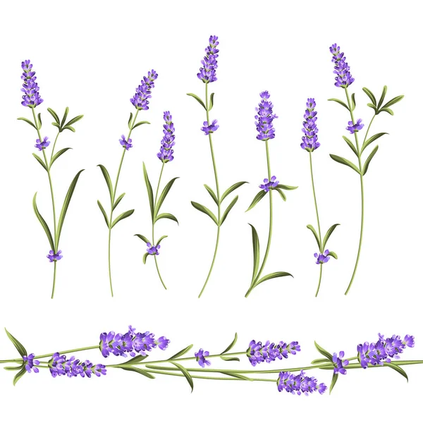 Set of lavender. — Stock Vector