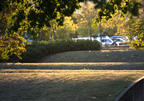 Trees and walkway. — Stock Photo, Image