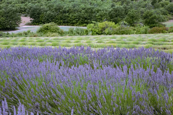 Sunset over a violet lavender field. — Stock Photo, Image