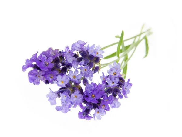 The lavender flowers. — Stock Photo, Image