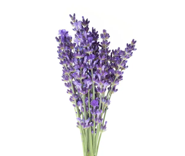 Flores de lavanda em close-up . — Fotografia de Stock