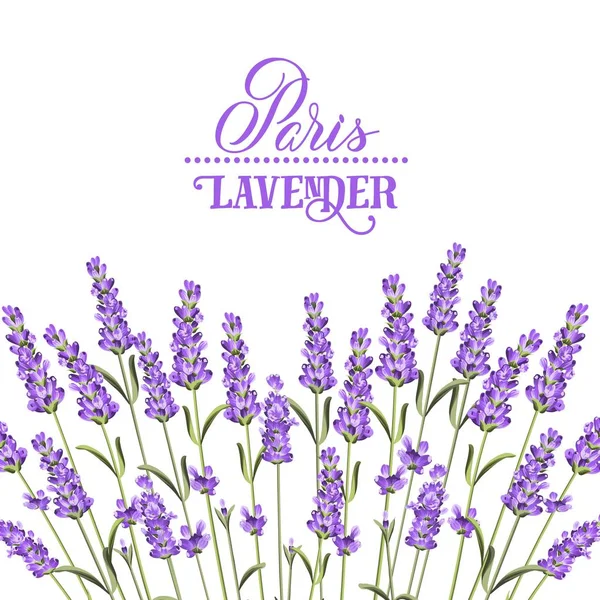 De lavendel elegante kaart. — Stockvector