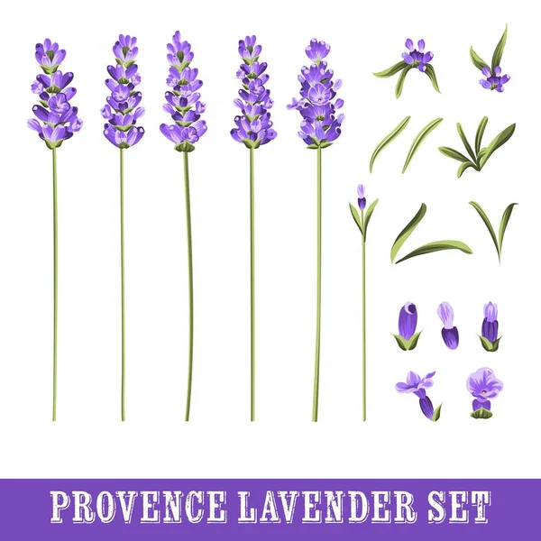 Set von Lavendelblüten Elemente. — Stockvektor