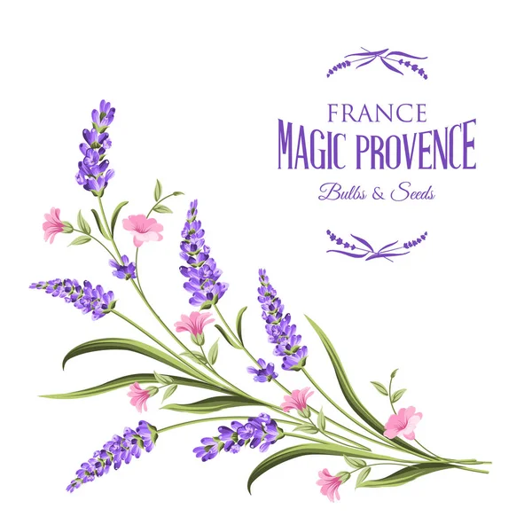 Mazzo di fiori di lavanda. — Vettoriale Stock