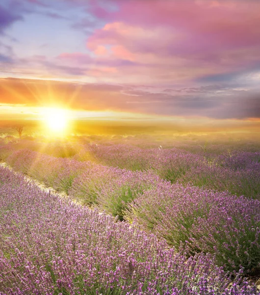 Puesta de sol sobre un campo de lavanda de verano . —  Fotos de Stock