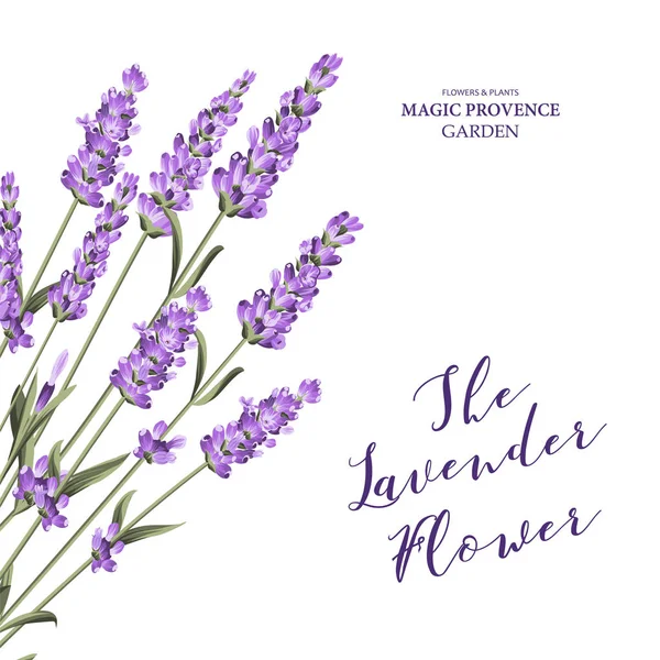 Label with lavender flowers. — Stock Vector