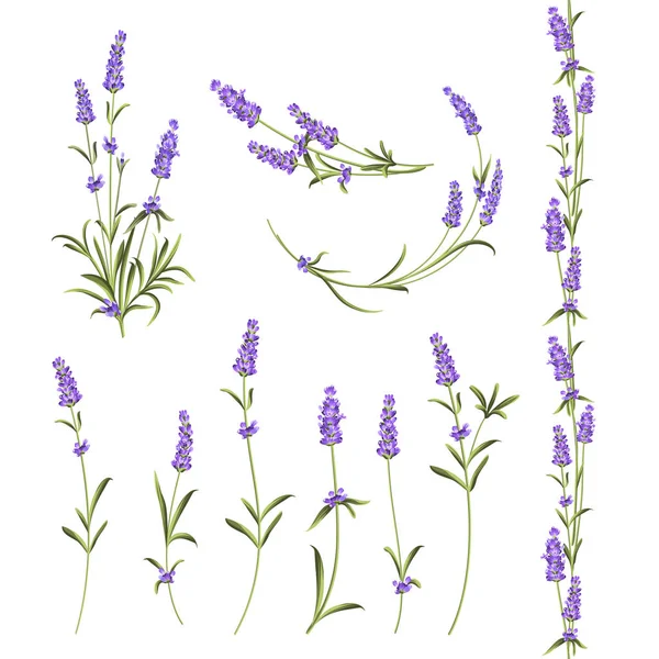 Set bunga lavender . - Stok Vektor