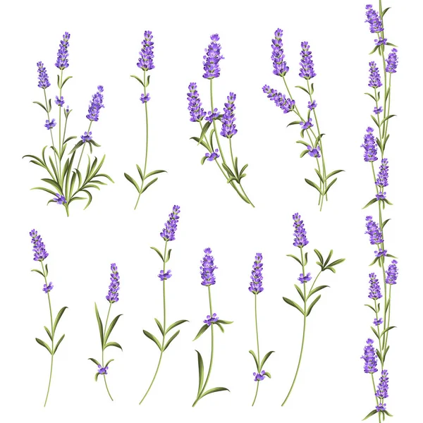 Uppsättning av lavendel blommor. — Stock vektor