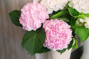 pembe HORTENSIA çiçek.