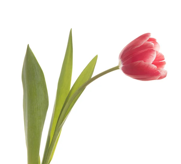 Tulipa vermelha close-up . — Fotografia de Stock