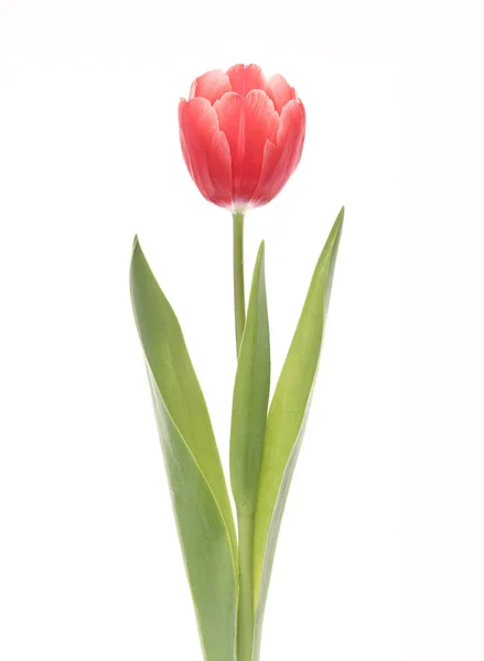 Red tulip closeup. — Stock Photo, Image