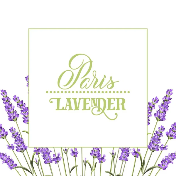 La lavanda carta elegante . — Vettoriale Stock