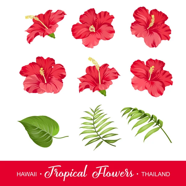 Set of tropical flowers elements — Stock Vector