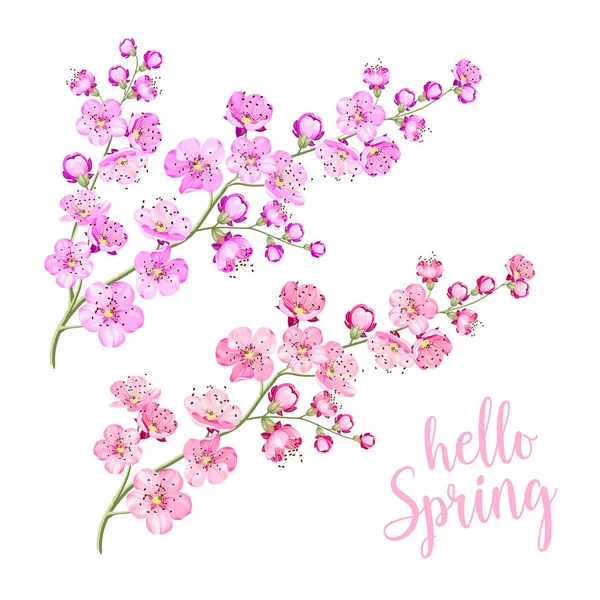 Lente Sakura Twig. — Stockvector