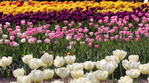 Jarní pozadí Tulipán pole. — Stock video