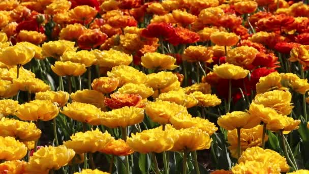 Fondo de primavera del campo de tulipán . — Vídeo de stock