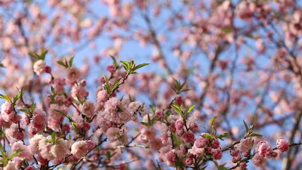 Våren bakgrund av Sakura träd. — Stockvideo