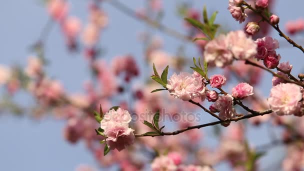 Våren bakgrund av Sakura träd. — Stockvideo