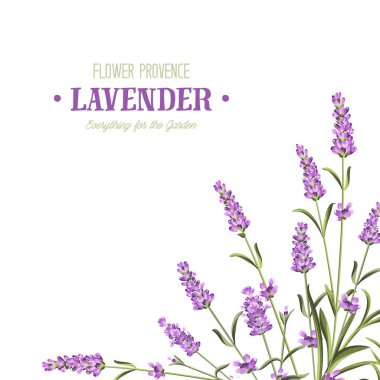 Bir demet lavanta çiçeği..