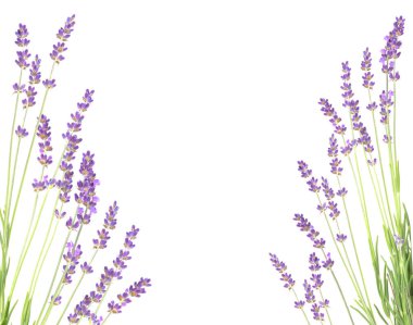 Beyaz bir duvar üzerinde lavanta.