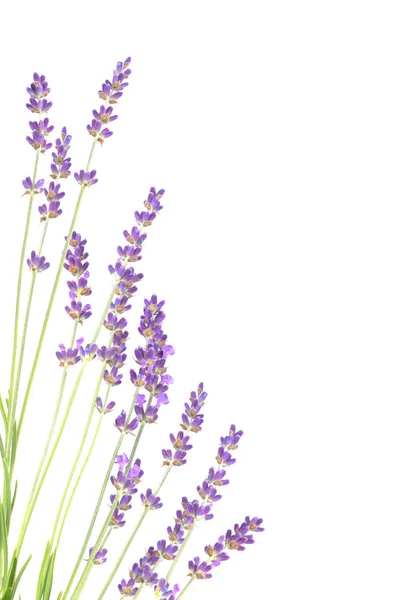 라벤더 꽃을 클로즈업 한 모습. — 스톡 사진