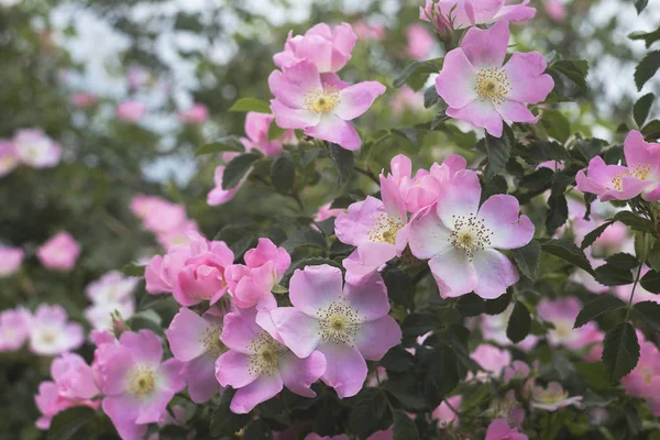 Jardin de roses sur vert . — Photo