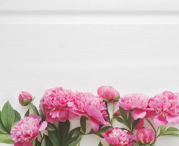 Pink peony flowers. — Stock Photo, Image