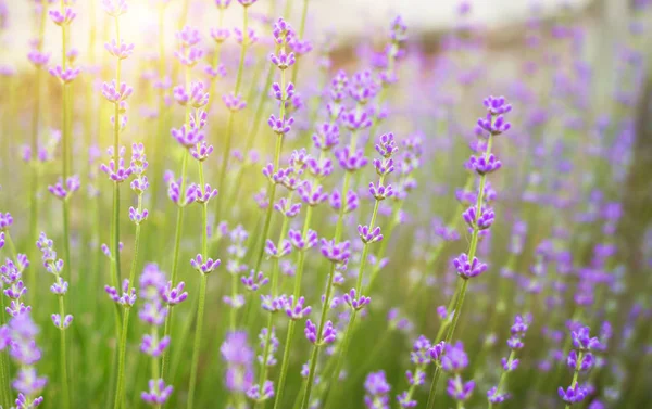 Lavendel buskar närbild. — Stockfoto