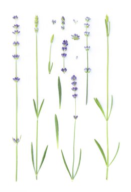 Bir demet lavanta çiçeği..