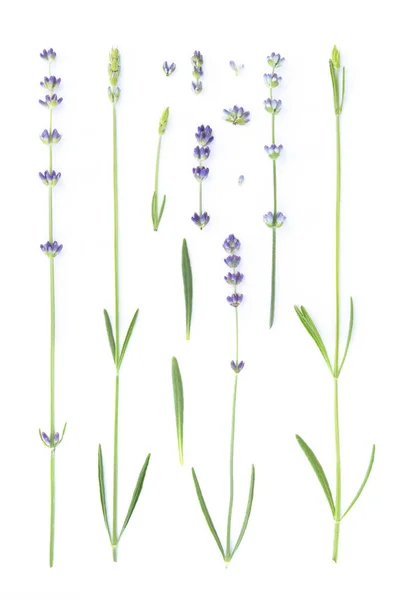 Set von Lavendelblüten Elemente. — Stockfoto