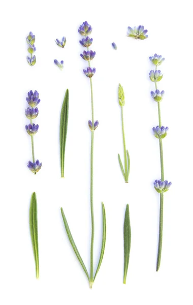 라벤더 꽃의 요소들로 이루어진 세트. — 스톡 사진