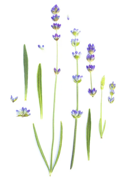 Conjunto de elementos de flores de lavanda. — Fotografia de Stock