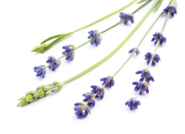 Bos van lavendel. — Stockfoto